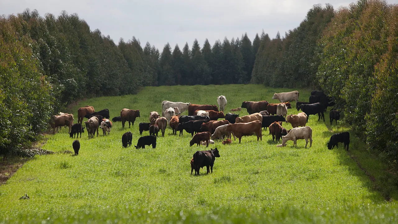 Setor agro reage ao Plano Clima que o governo pretende levar à COP30 - Imagem do artigo original